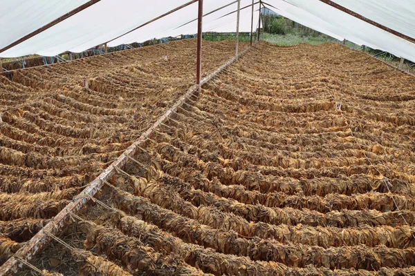 Traditional tobacco drying in tent — Stock Photo, Image