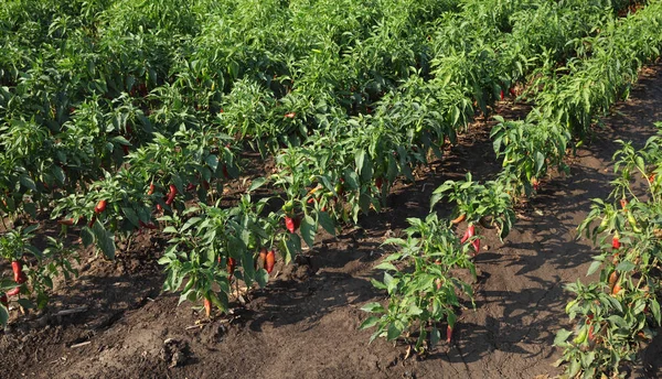 Red paprika plants in field — Stock Photo, Image