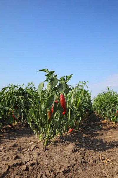 Rode paprika planten in het veld — Stockfoto