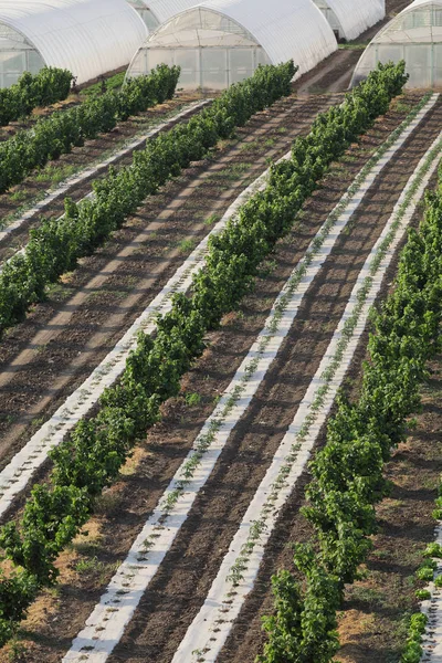 Haselnussplantage im Frühling — Stockfoto