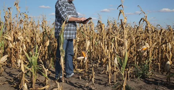 Jordbruks scen, bonde eller agronom inspektera skadade majs fi — Stockfoto