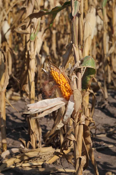 Beschädigte Maisernte auf Feld — Stockfoto