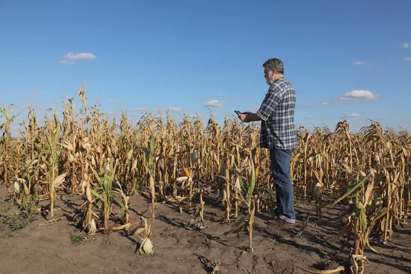 Escena agrícola, agricultor o agrónomo inspeccionan maíz dañado fi — Foto de Stock