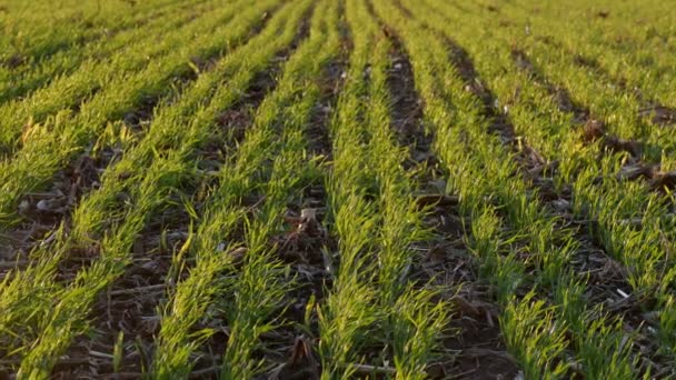 Zelené Pšenice Poli Zoom Záběrech Zemědělství Zimě — Stock video