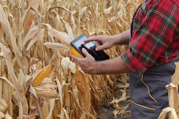 Agricultor inspeccionando cultivo de maíz en el campo usando tableta — Foto de Stock