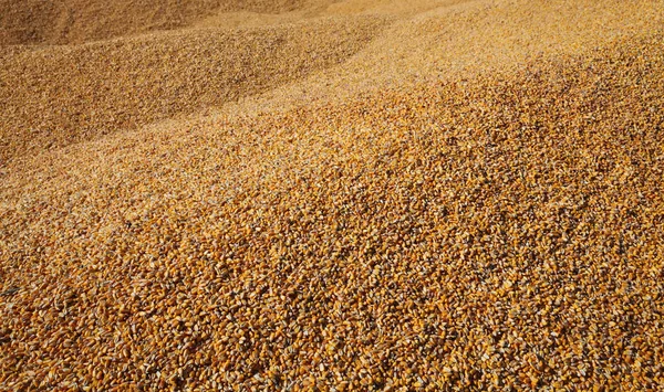 Kupa kukurydzy po zbiorach — Zdjęcie stockowe