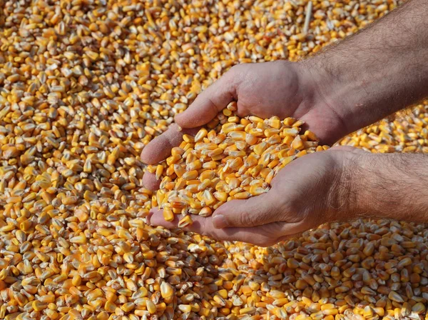 Corn after harvest, farmers hands with crop — Stock Photo, Image
