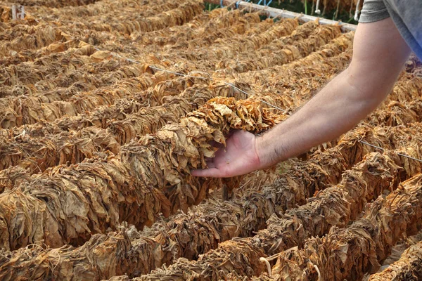 Çadırda çiftçi ve geleneksel tütün kurutma — Stok fotoğraf