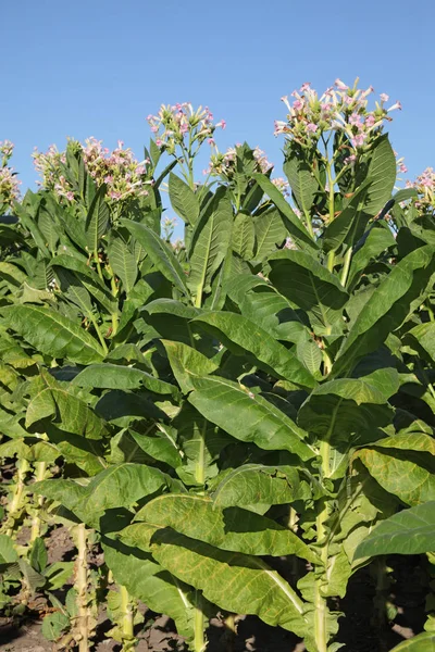 Plantes de tabac dans les champs — Photo