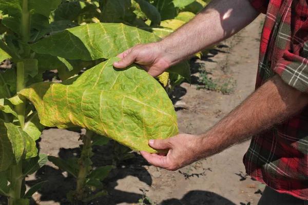 Фермер на табачном поле держит лист — стоковое фото