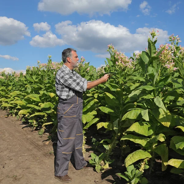 Agricultor en campo del tabaco que sostiene la hoja —  Fotos de Stock