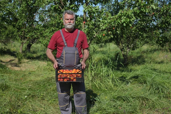 Boer Holding krat met abrikoos fruit in de boomgaard — Stockfoto