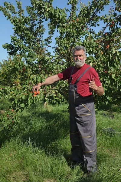 Bauer in Aprikosenplantage pflückt Früchte — Stockfoto