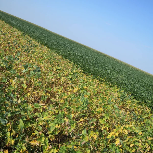 Sojový pole v létě — Stock fotografie