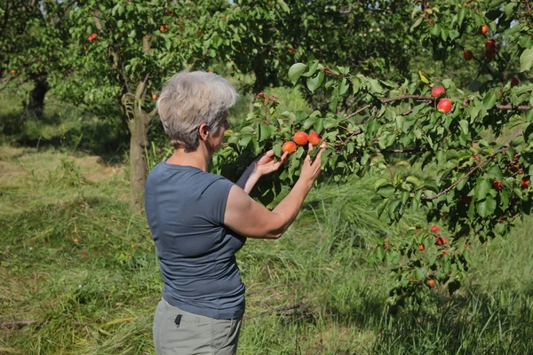 Bäuerin pflückt Aprikosenfrüchte im Obstgarten — Stockfoto