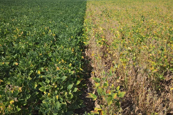 Soybean field in summer — Stock Photo, Image