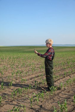 Tarım sahnesi, mısır tarlasında kadın çiftçi.