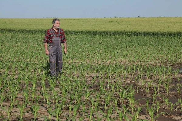 Landbouw scène, boer in maïsveld — Stockfoto