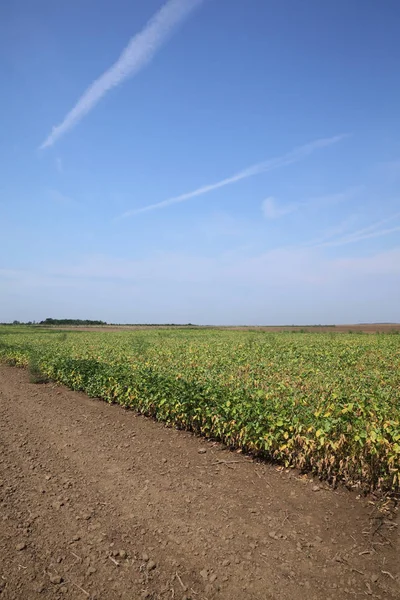 Sojabönor-fältet i sommar — Stockfoto