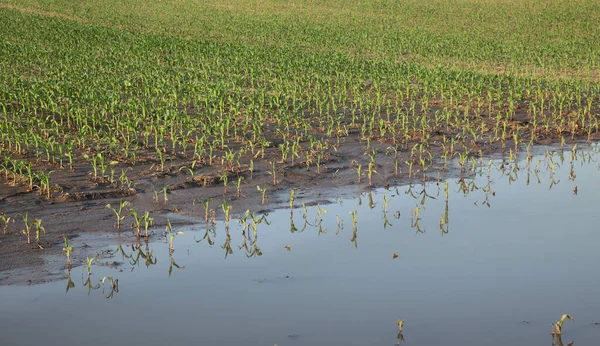 Kleine Maispflanzen auf dem Feld nach der Flut — Stockfoto