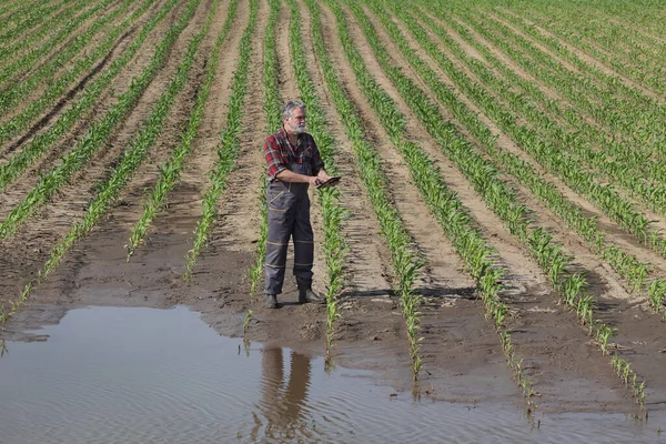 Coltivatore e campo di mais danneggiato dopo l'alluvione — Foto Stock