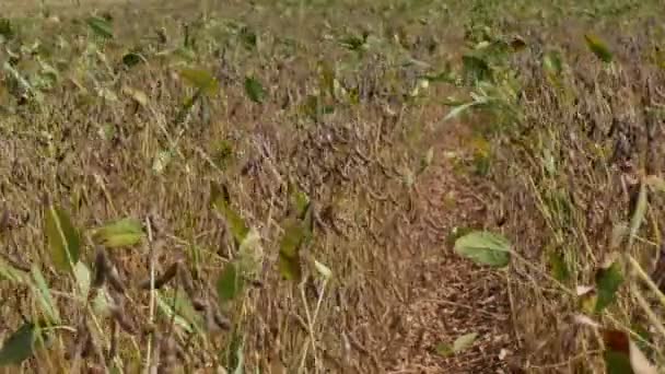 Plantes de soja dans les champs — Video