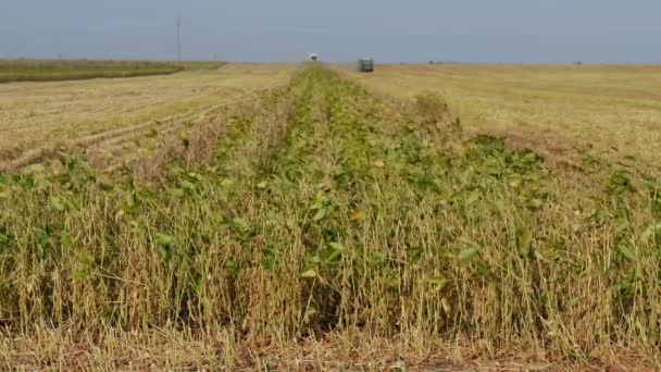 Plantes Soja Dans Les Champs Combiner Récolte Tracteur — Video