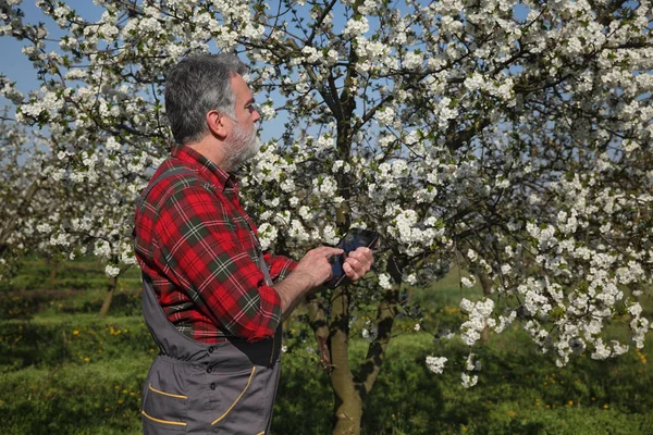 Agricoltore o agronomo in fiore ciliegeto ispezionare tre — Foto Stock