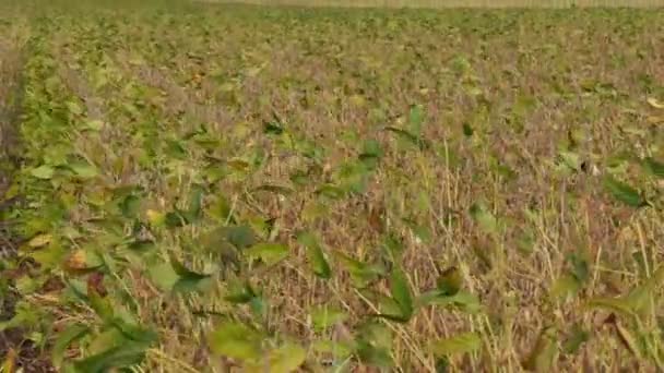 Sojabönsväxter Fält Zooma Video Skördetröska Och Hälla — Stockvideo