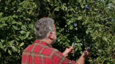 Çiftçi meyve bahçesinde ağaç dalında organik mavi erik meyve inceleyerek