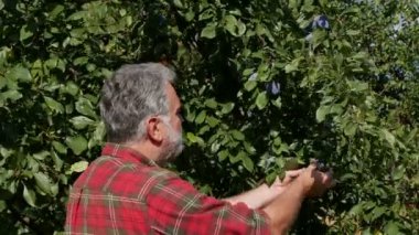 Çiftçi meyve bahçesindeki ağaç dalından organik mavi erik topluyor