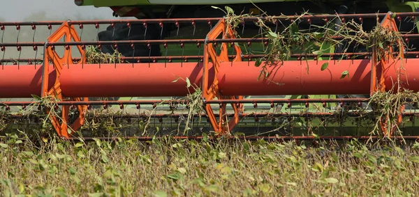 Fältskörd av sojabönor — Stockfoto