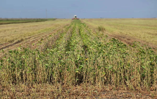 Colheita em campo de soja — Fotografia de Stock