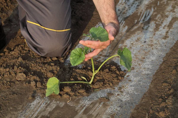 西瓜或瓜种植在田间和农民 — 图库照片
