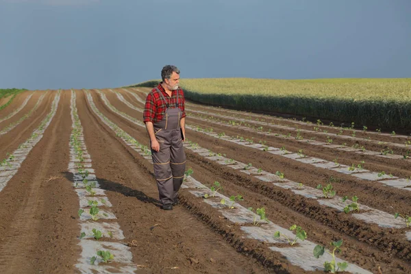 Arbuz lub melon sadzenia w polu i rolnik — Zdjęcie stockowe