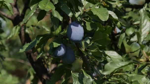 果樹園の木の枝で梅の実のズーム 夏の収穫時間 — ストック動画