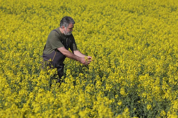 Agriculture, agriculteur examinant des plants de colza au champ — Photo