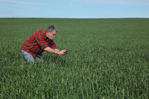 Agricultor examinando campo de trigo en primavera usando teléfono celular — Foto de Stock