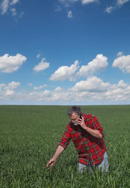 Agriculteur dans le champ de blé vert au printemps examinant la qualité et l'usine — Photo