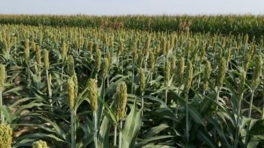 Alanda sorgum tesisleri, yaz saati tarım Hd görüntüleri