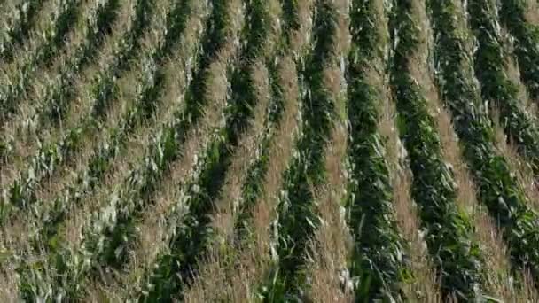 Zoom Uit Van Groene Maïs Planten Rijen Het Veld Uitzicht — Stockvideo