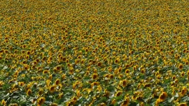 Schwenk Video Von Blühenden Sonnenblumenpflanzen Feld Winkel Ansicht — Stockvideo