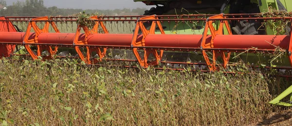Combine Harvesting Soy Bean Crop Plants Field Closeup Header — Stock Photo, Image