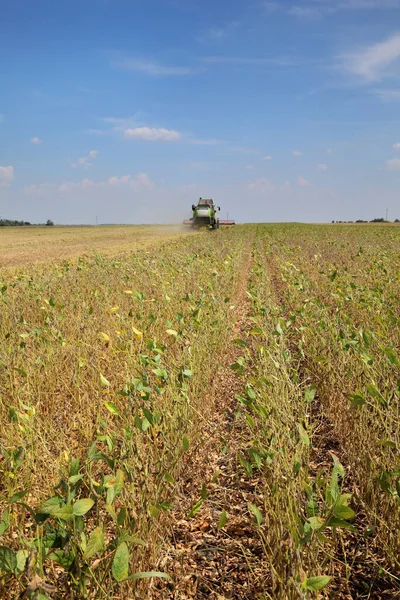田里豆类植物 联合收获作物 有选择地注重大豆 — 图库照片