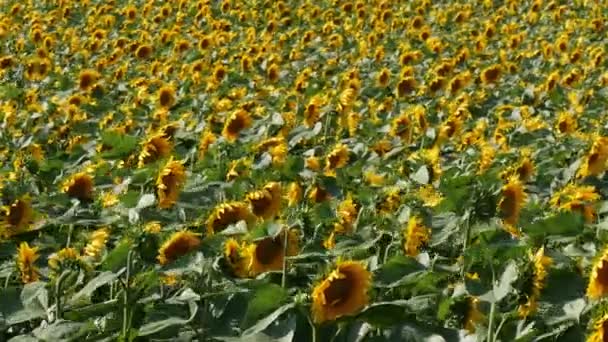 Panning Video Blommande Solrosor Fält Jordbruk Våren — Stockvideo