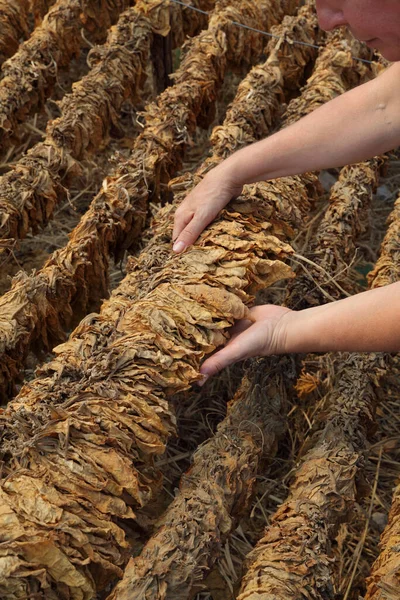 Farmer Agronomist Examine Tobacco Drying Tent Touching Dry Leaves Rural — Stock Photo, Image