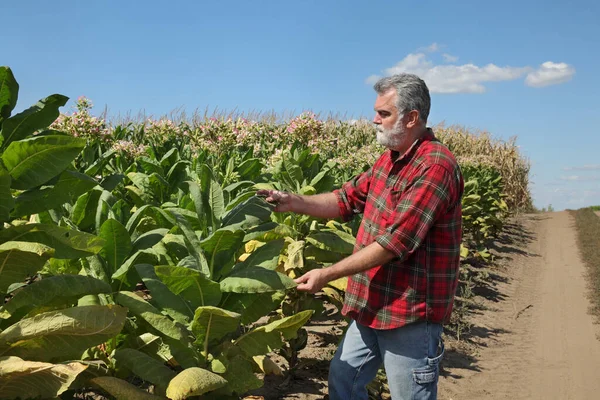 Landwirt Oder Agronom Untersucht Und Pflückt Blatt Der Tabakpflanze Feld — Stockfoto