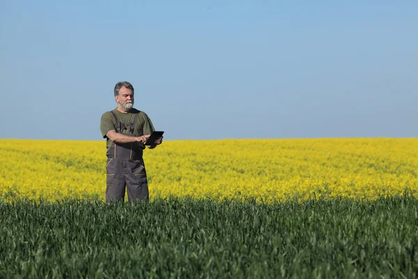 农学家或农学家在早春用菜花石板对小麦品质进行背景 农业检验 — 图库照片
