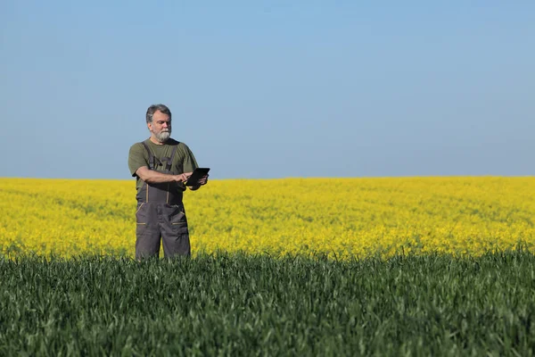 Viljelijä Tai Agronomi Tarkastaa Vehnän Laatua Aikaisin Keväällä Käyttäen Tabletin — kuvapankkivalokuva