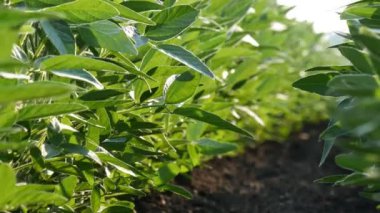 Baharın sonlarında ya da yaz başında tarlada yetiştirilen yeşil soya bitkilerinin görüntüsü seçici bir odak noktası.